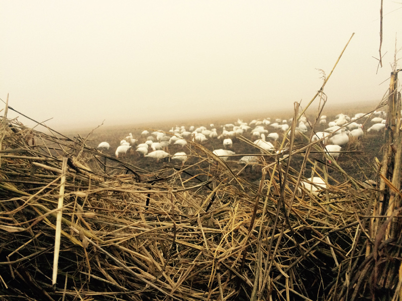 Snow Goose and Speck Hunting